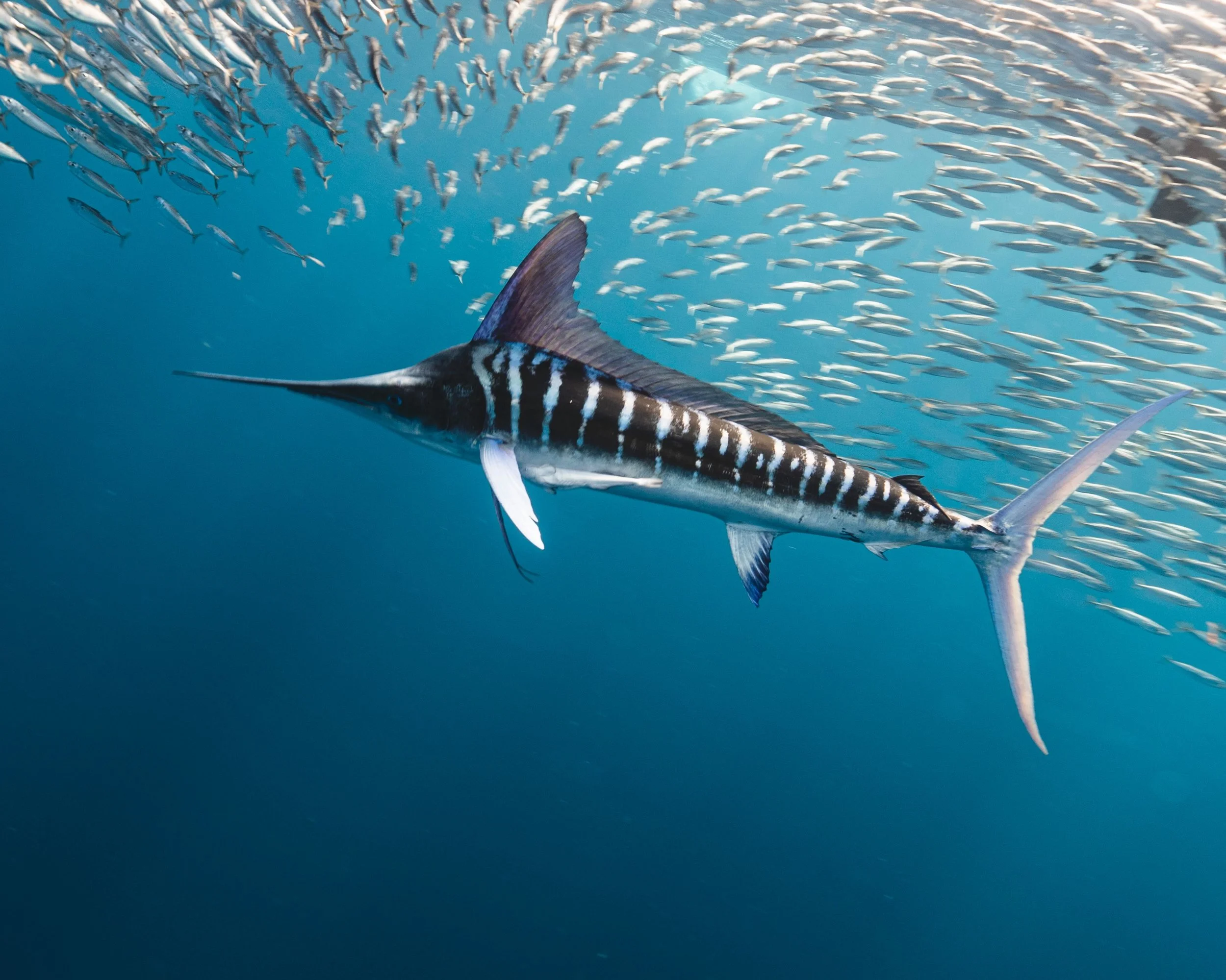 Striped Marlin