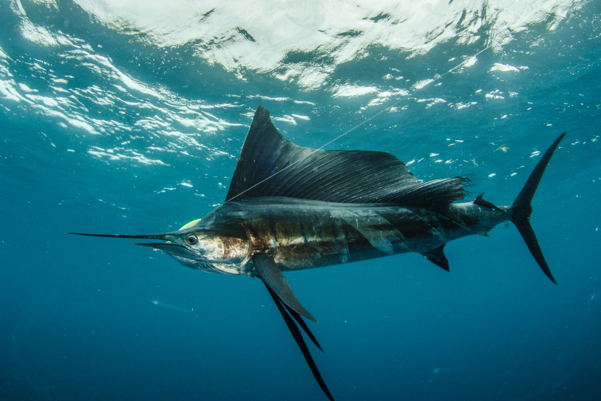 Sailfish