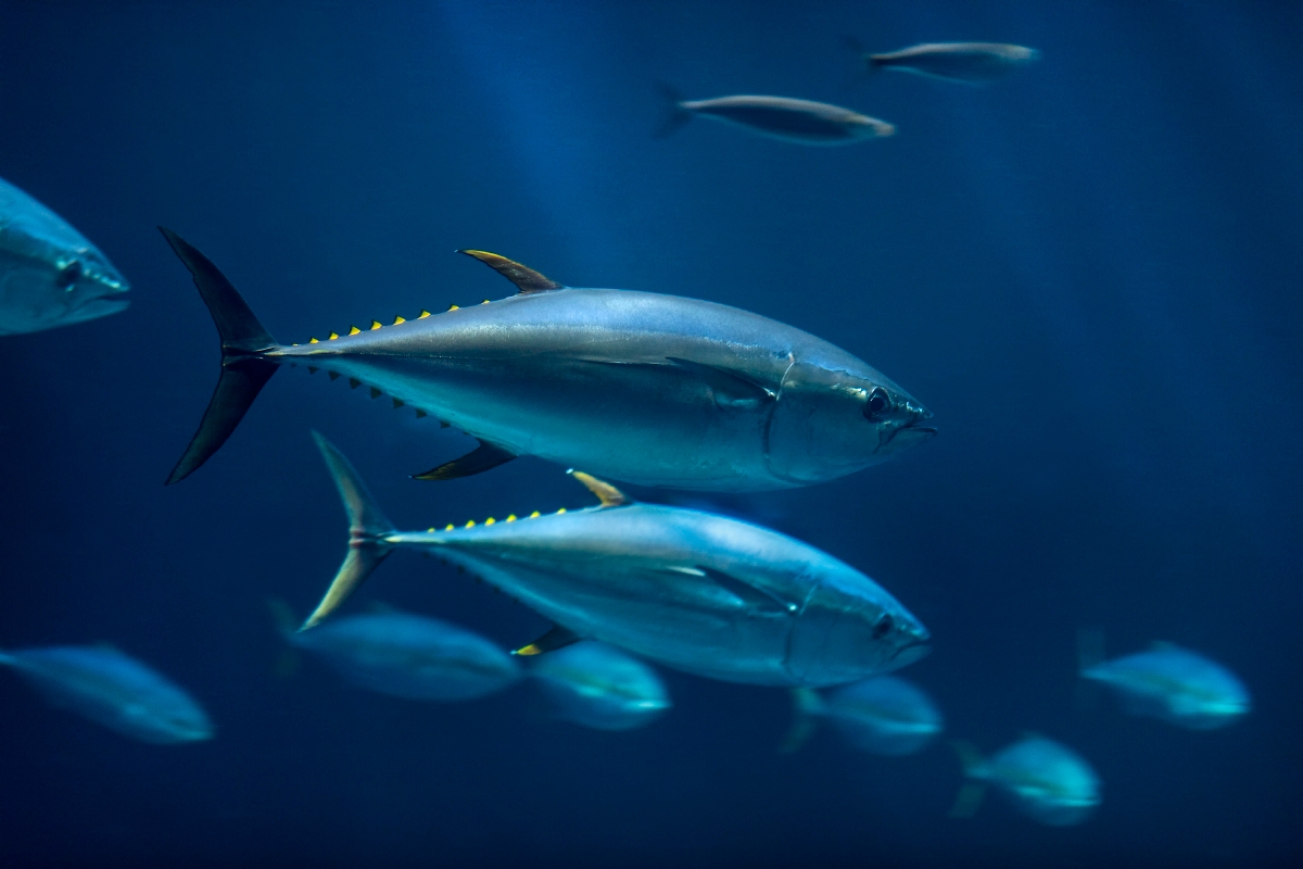 Yellowfin Tuna